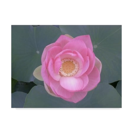 Jim Christensen 'Blushing Lotus I' Canvas Art,35x47